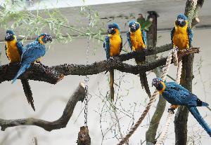 Vogelwelten Loriversum und Amazonien eröffnen Gründonnerstag