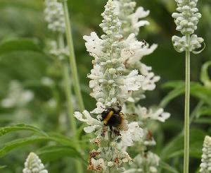 Der Klimawandel und seine Auswirkungen auf den Garten